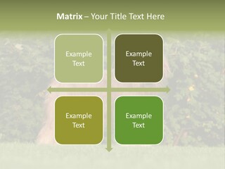 A Dog Standing In A Field With Trees In The Background PowerPoint Template