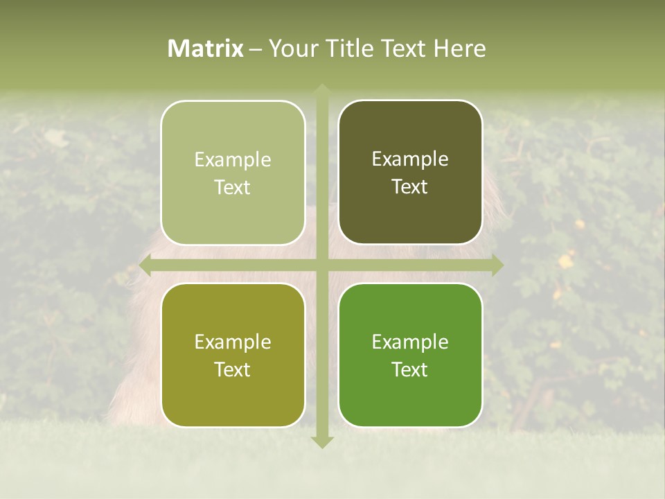 A Dog Standing In A Field With Trees In The Background PowerPoint Template