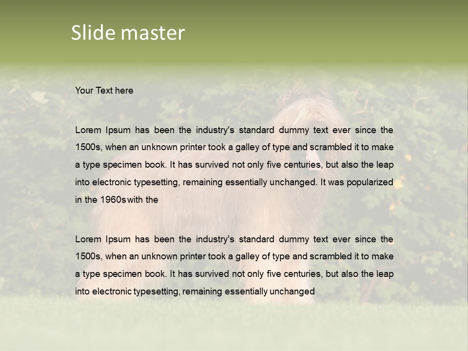 A Dog Standing In A Field With Trees In The Background PowerPoint Template