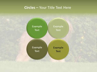 A Dog Standing In A Field With Trees In The Background PowerPoint Template