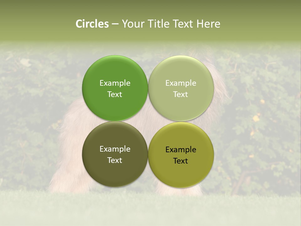 A Dog Standing In A Field With Trees In The Background PowerPoint Template