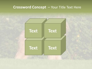 A Dog Standing In A Field With Trees In The Background PowerPoint Template