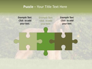 A Dog Standing In A Field With Trees In The Background PowerPoint Template