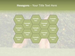 A Dog Standing In A Field With Trees In The Background PowerPoint Template