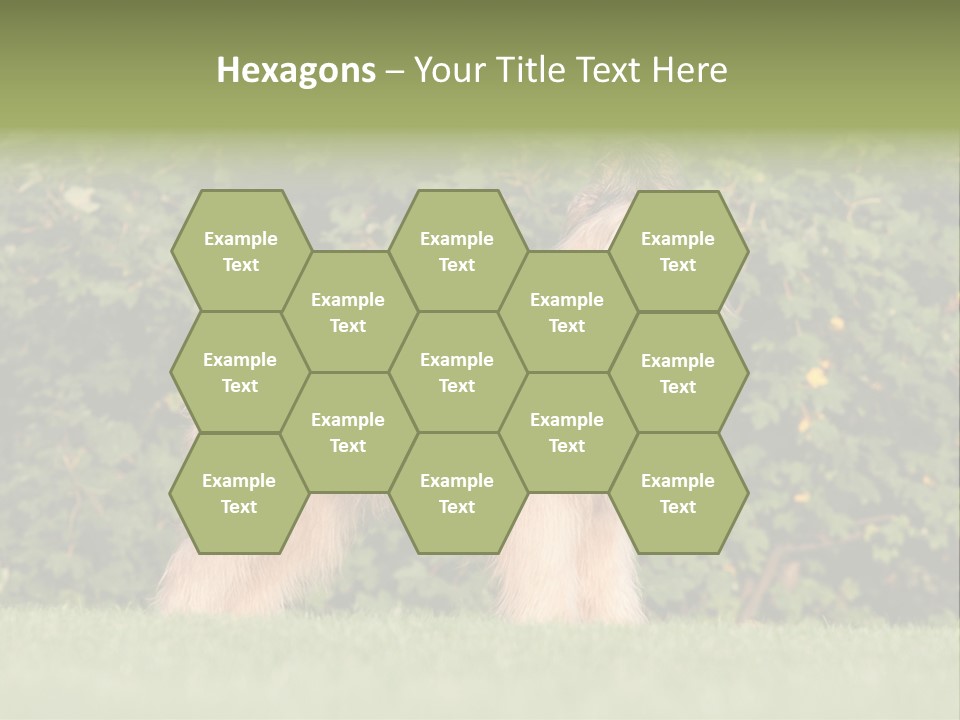 A Dog Standing In A Field With Trees In The Background PowerPoint Template