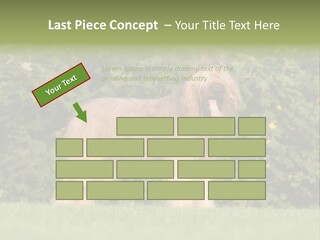 A Dog Standing In A Field With Trees In The Background PowerPoint Template