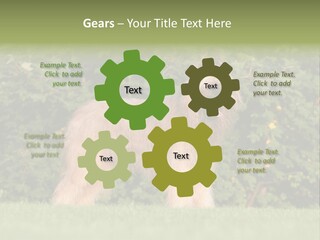 A Dog Standing In A Field With Trees In The Background PowerPoint Template