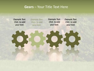 A Dog Standing In A Field With Trees In The Background PowerPoint Template