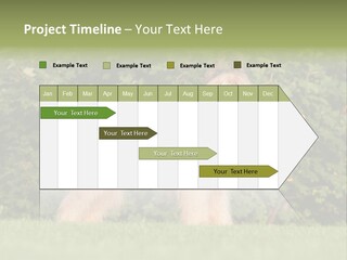 A Dog Standing In A Field With Trees In The Background PowerPoint Template