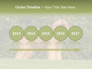 A Dog Standing In A Field With Trees In The Background PowerPoint Template