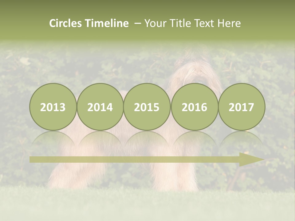 A Dog Standing In A Field With Trees In The Background PowerPoint Template