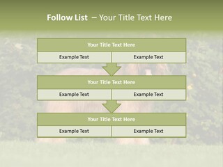 A Dog Standing In A Field With Trees In The Background PowerPoint Template