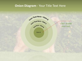A Dog Standing In A Field With Trees In The Background PowerPoint Template