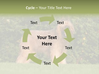 A Dog Standing In A Field With Trees In The Background PowerPoint Template