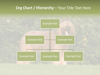 A Dog Standing In A Field With Trees In The Background PowerPoint Template