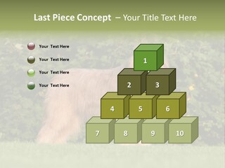 A Dog Standing In A Field With Trees In The Background PowerPoint Template