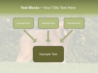 A Dog Standing In A Field With Trees In The Background PowerPoint Template