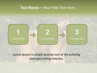 A Dog Standing In A Field With Trees In The Background PowerPoint Template