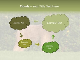 A Dog Standing In A Field With Trees In The Background PowerPoint Template