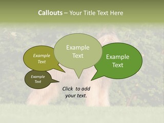 A Dog Standing In A Field With Trees In The Background PowerPoint Template