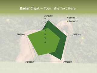 A Dog Standing In A Field With Trees In The Background PowerPoint Template