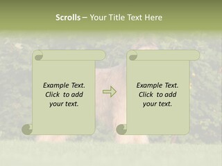A Dog Standing In A Field With Trees In The Background PowerPoint Template