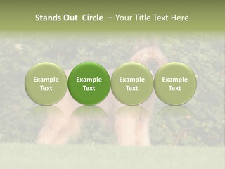 A Dog Standing In A Field With Trees In The Background PowerPoint Template