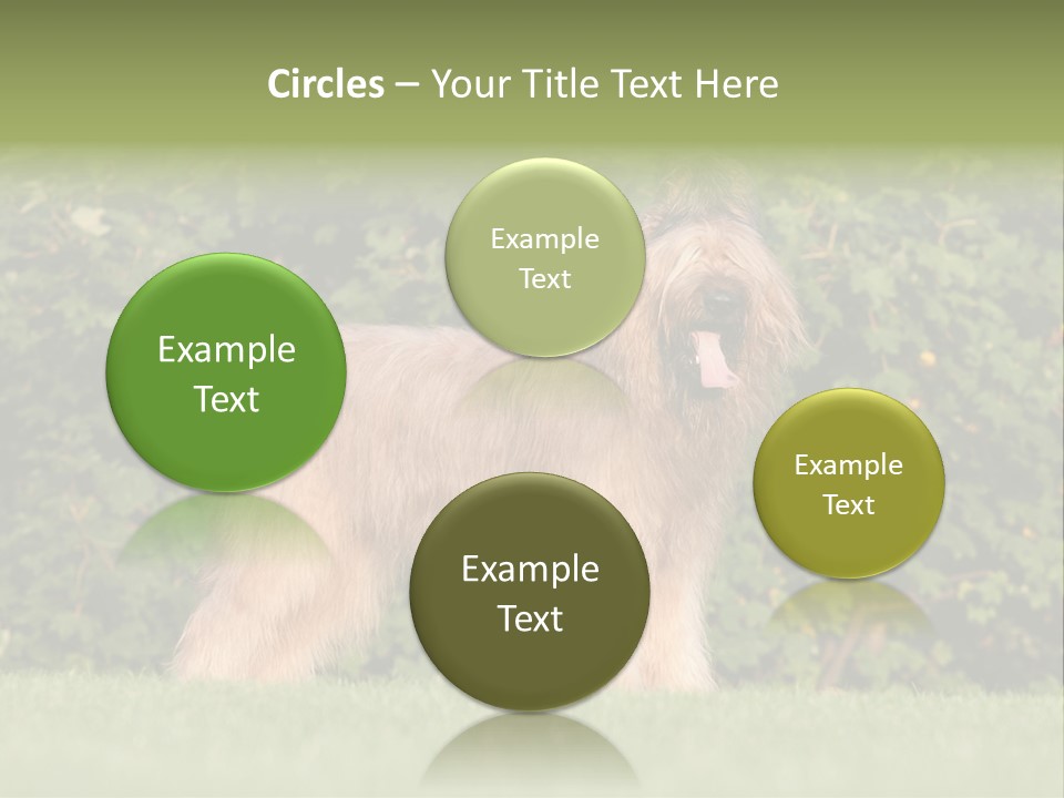 A Dog Standing In A Field With Trees In The Background PowerPoint Template