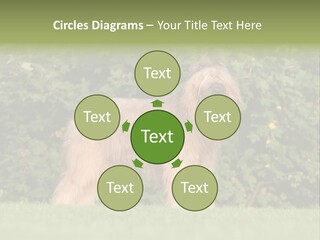 A Dog Standing In A Field With Trees In The Background PowerPoint Template