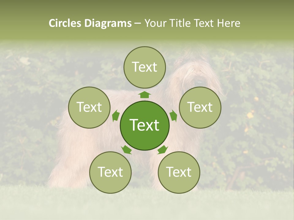 A Dog Standing In A Field With Trees In The Background PowerPoint Template