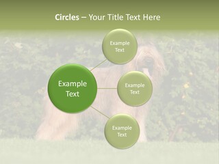 A Dog Standing In A Field With Trees In The Background PowerPoint Template