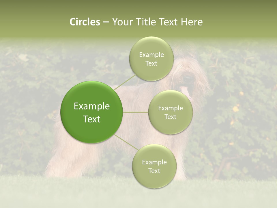 A Dog Standing In A Field With Trees In The Background PowerPoint Template
