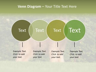 A Dog Standing In A Field With Trees In The Background PowerPoint Template