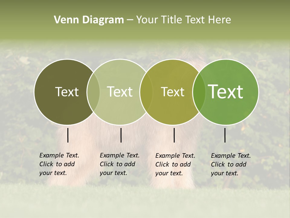 A Dog Standing In A Field With Trees In The Background PowerPoint Template