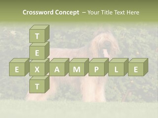 A Dog Standing In A Field With Trees In The Background PowerPoint Template