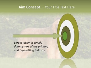 A Dog Standing In A Field With Trees In The Background PowerPoint Template