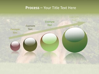 A Dog Standing In A Field With Trees In The Background PowerPoint Template