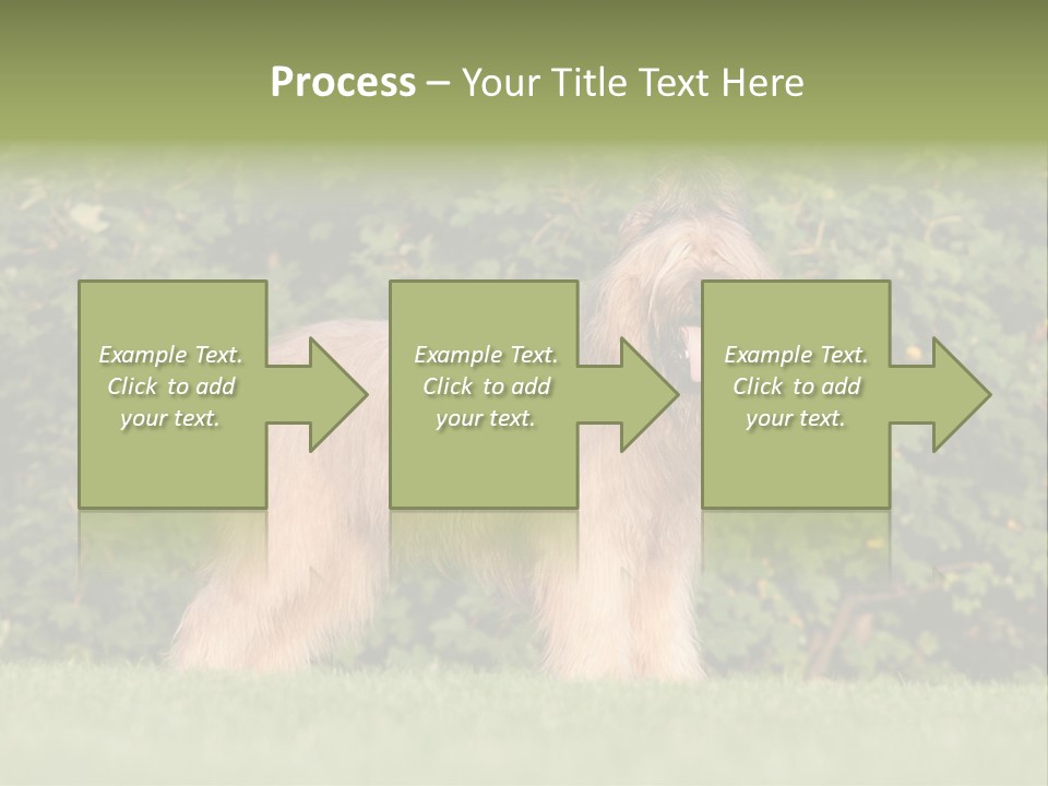 A Dog Standing In A Field With Trees In The Background PowerPoint Template