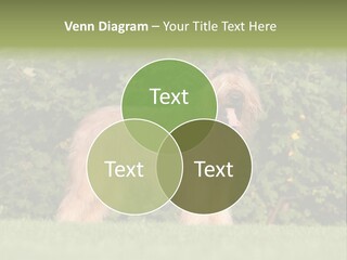 A Dog Standing In A Field With Trees In The Background PowerPoint Template