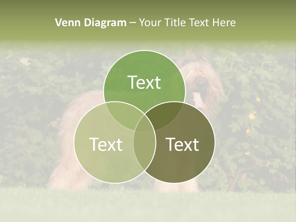 A Dog Standing In A Field With Trees In The Background PowerPoint Template