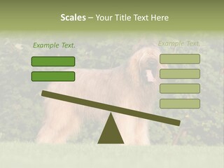 A Dog Standing In A Field With Trees In The Background PowerPoint Template