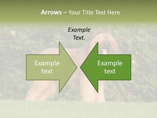 A Dog Standing In A Field With Trees In The Background PowerPoint Template