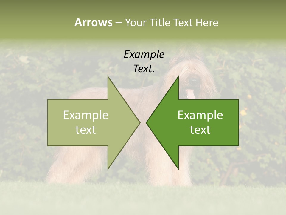 A Dog Standing In A Field With Trees In The Background PowerPoint Template