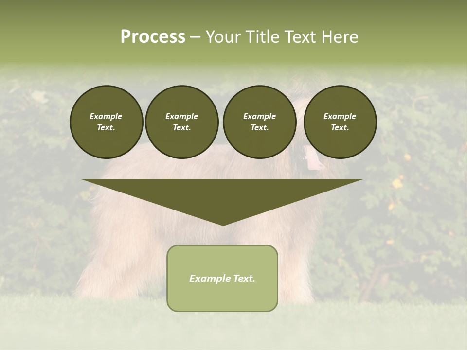 A Dog Standing In A Field With Trees In The Background PowerPoint Template