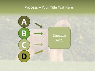 A Dog Standing In A Field With Trees In The Background PowerPoint Template