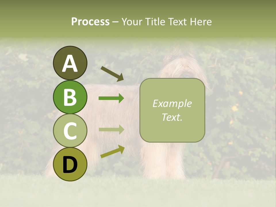 A Dog Standing In A Field With Trees In The Background PowerPoint Template