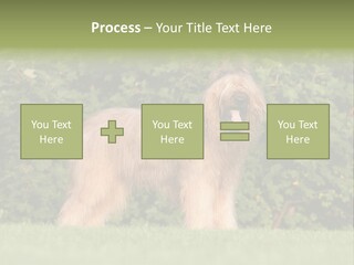 A Dog Standing In A Field With Trees In The Background PowerPoint Template