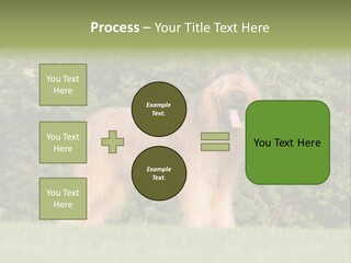 A Dog Standing In A Field With Trees In The Background PowerPoint Template