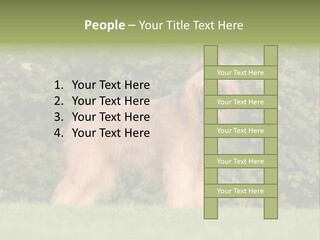 A Dog Standing In A Field With Trees In The Background PowerPoint Template