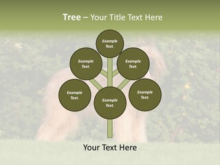 A Dog Standing In A Field With Trees In The Background PowerPoint Template
